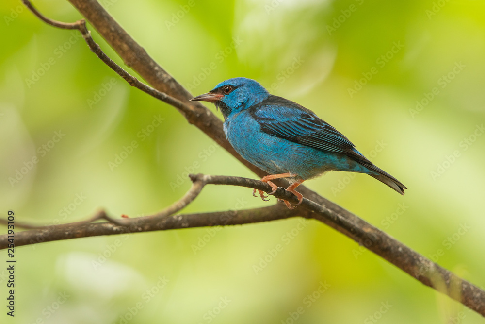 Blue dancis in the wild Blue dancis in the wild
