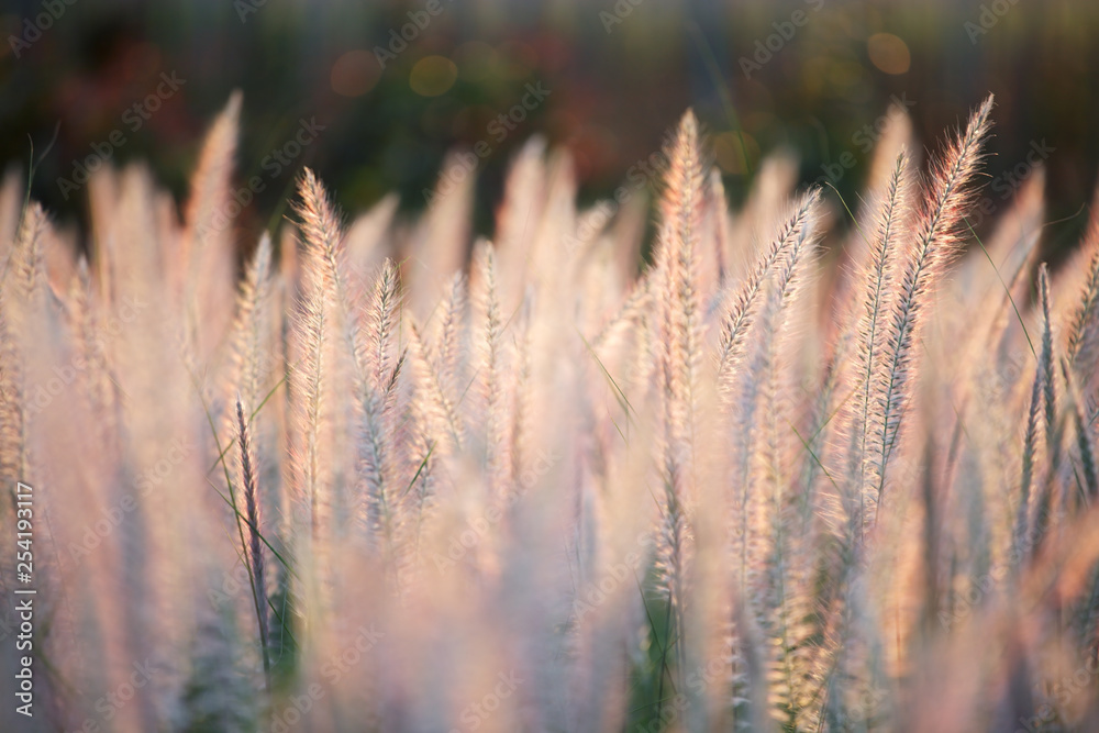 Fototapeta premium field of white reeds flower grass background.