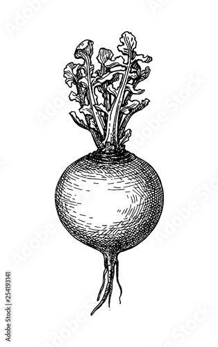 Ink sketch of turnip.