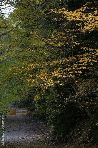 Autumn forest and village photos.savsat artvin turkey 