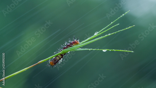 nature macro photography. namely thek art of taking pictures according to existing circumstances. photo