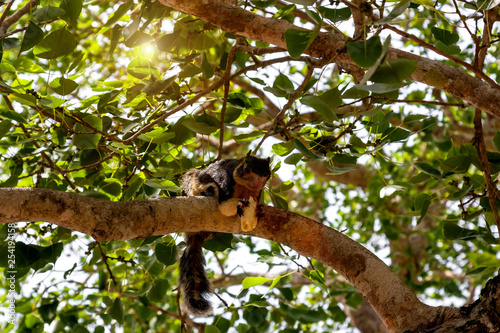 Black Giant Squirrel.