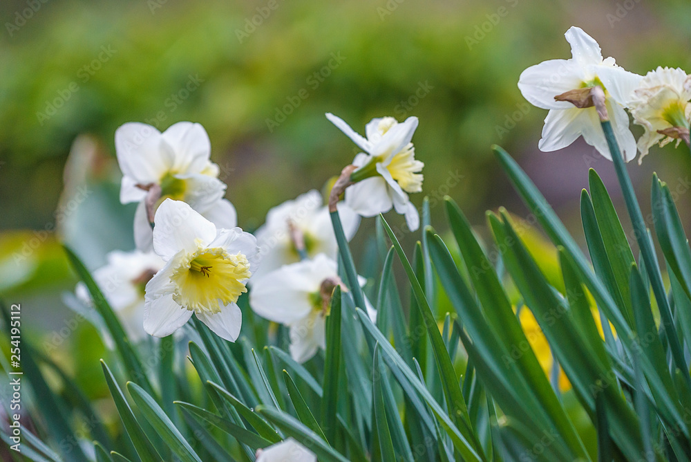 White daffodils blooming in the garden close up White daffodils blooming in the garden close up