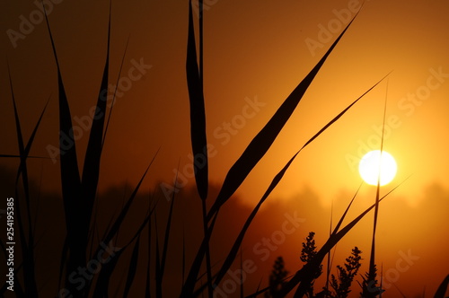 sunset over wheat field