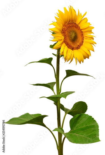 Sunflower isolated on white background. Sun symbol. Flowers yellow, agriculture. Seeds and oil. Flat lay, top view. Bio. Eco. Creative