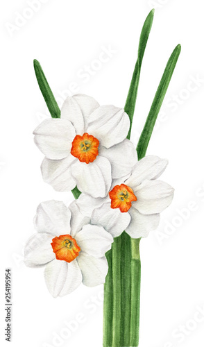 watercolor illustration bouquet of spring daffodils with ieaves photo