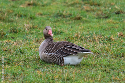 Animal goose bird nature outdoor