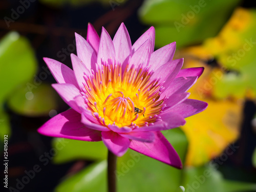 Beautiful pink Lotus flower in nature for background
