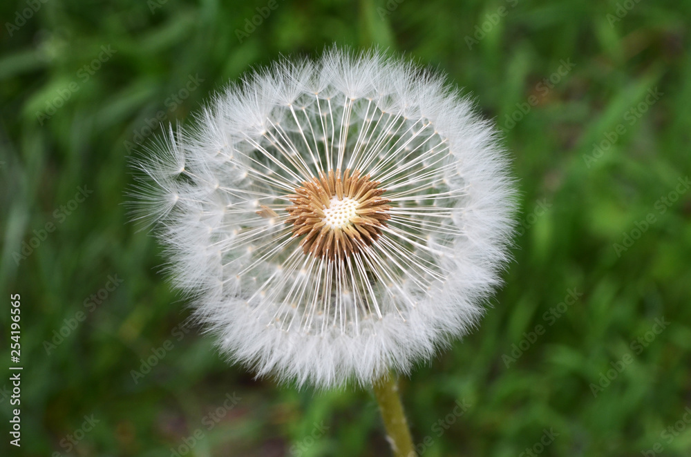 Close up of a dandelion flower puff in a spring garden on green blurred background Close up of a dandelion flower puff in a spring garden on green blurred background