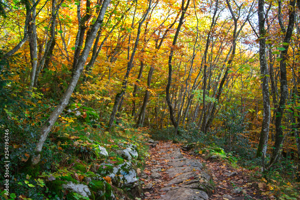 Forêt d'automne