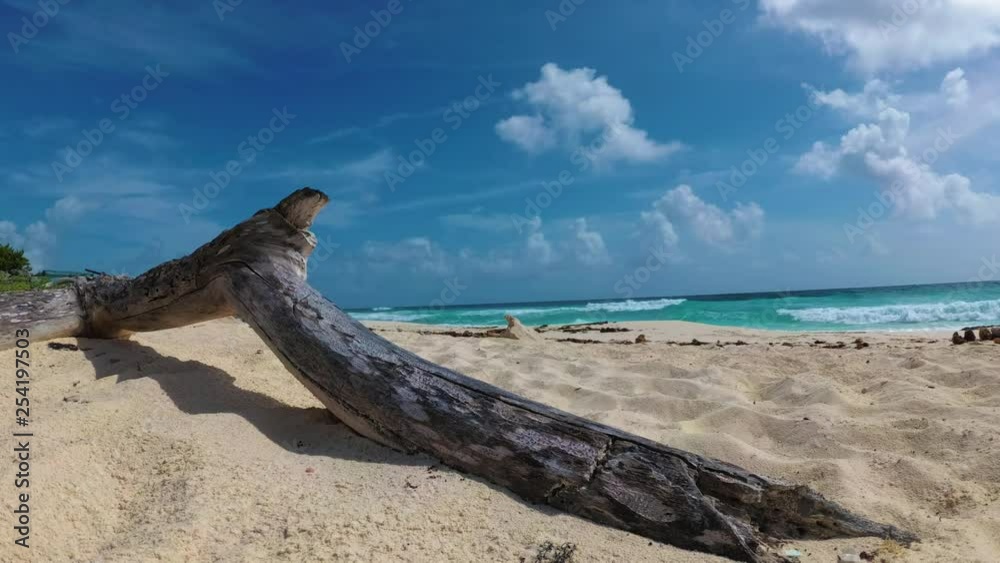 Driftwood, tree trunk on a beautiful beach of the Caribbean Driftwood, tree trunk on a beautiful beach of the Caribbean