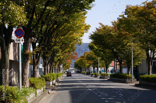 日本　道路　並木　門真市　大阪