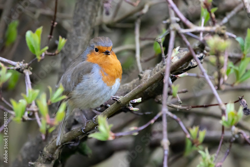 Robin on branch of a tree