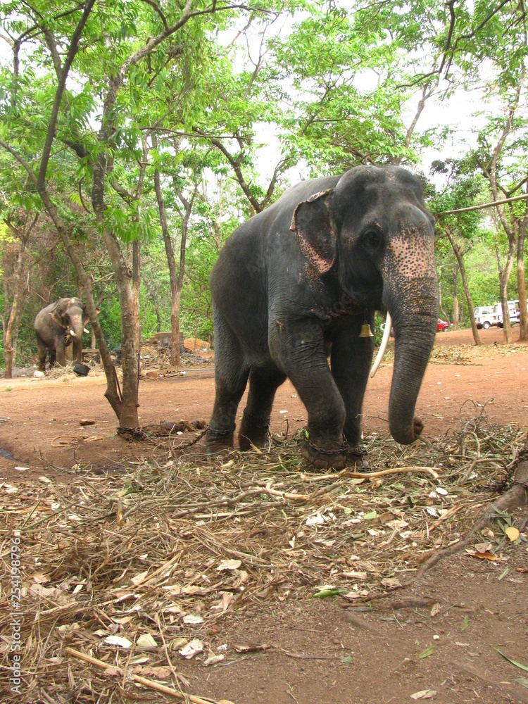 Obraz premium Indian elephants tied to a chain