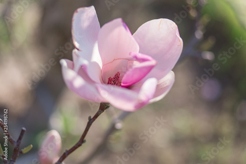 Stunning delicate pink magnolia
