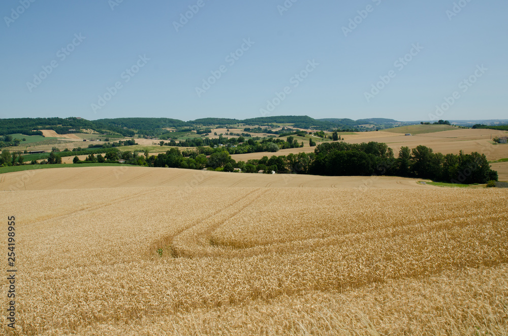 Field of wheat in the French countryside