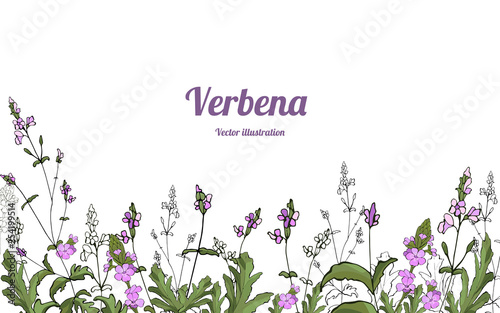 Template verbena