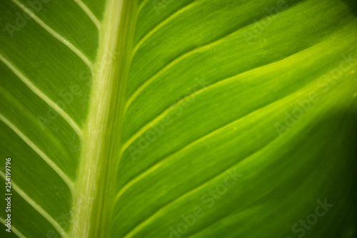 close up green leaf natural texture background