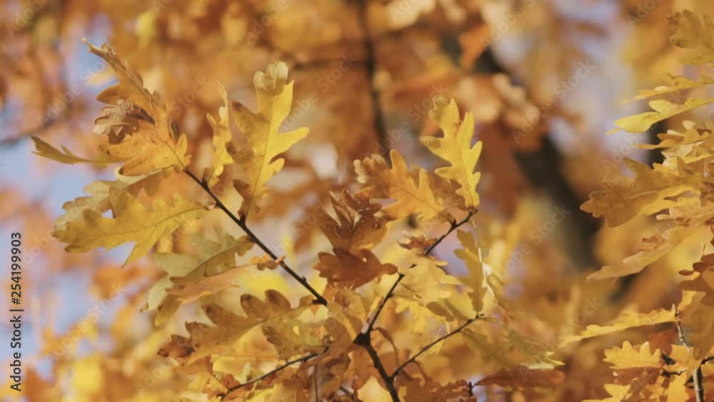 Slow motion closeup autumn oak leaves in park Slow motion closeup autumn oak leaves in park