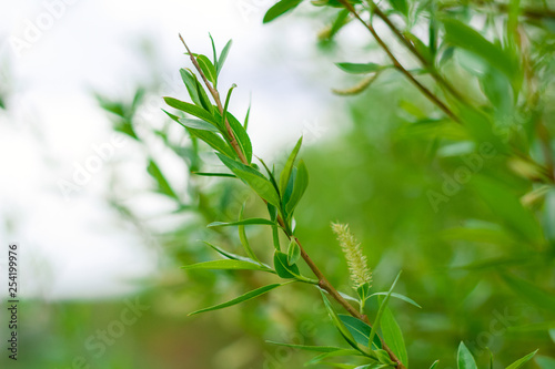 Fototapeta Naklejka Na Ścianę i Meble -  close up green leaves of tree, natural summer or spring greenery backdrop