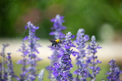 bee on a Victoria Blue salvia plants flower 