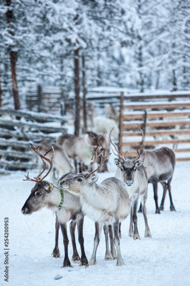 Reindeer in winter at the polar circle Reindeer in winter at the polar circle