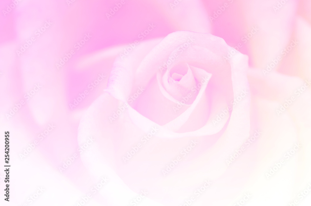 Blurred roses with blurred pattern background Blurred roses with blurred pattern background