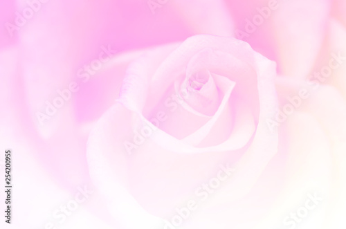 Blurred roses with blurred pattern background