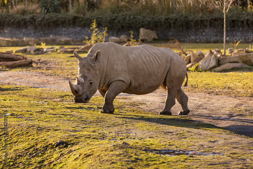 Fototapeta premium A rhino in dust at sundown in Dublin City Zoo, Ireland