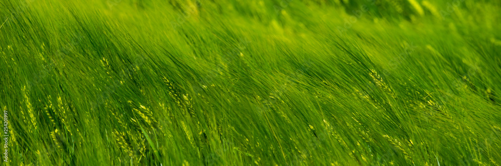 Blurred background, ears of young green wheat swaying in the wind. Blurred background, ears of young green wheat swaying in the wind.
