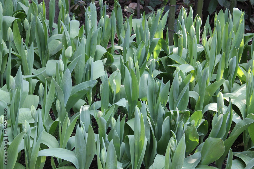 Obraz premium tulpen