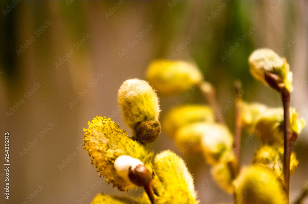 Beautiful early spring willow twigs with catkins Beautiful early spring willow twigs with catkins