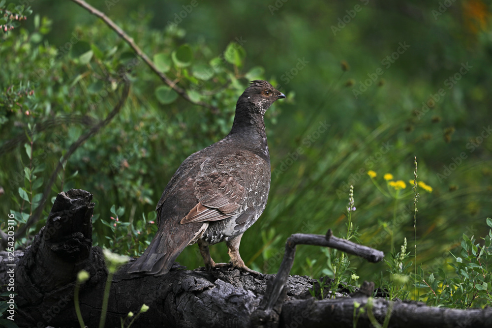 Dusky grouse Dusky grouse