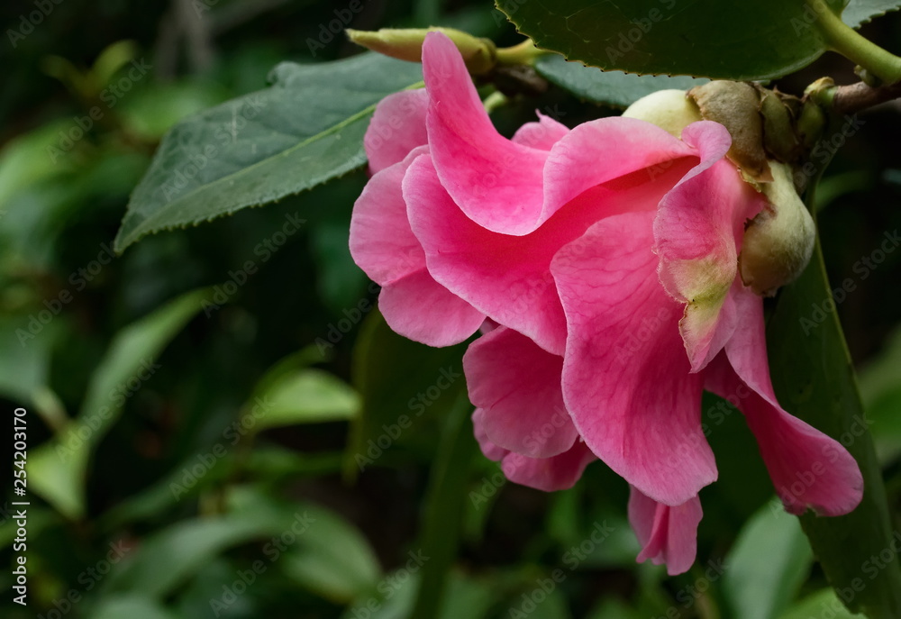 Kamelien Camellia