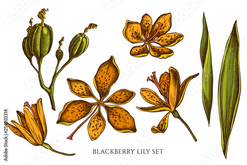 Vector collection of hand drawn colored  blackberry lily