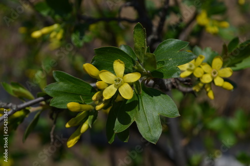 Close up of Golden currant (Ribes aureum) yellow flowers on a little branch in a garden in a sunny spring day