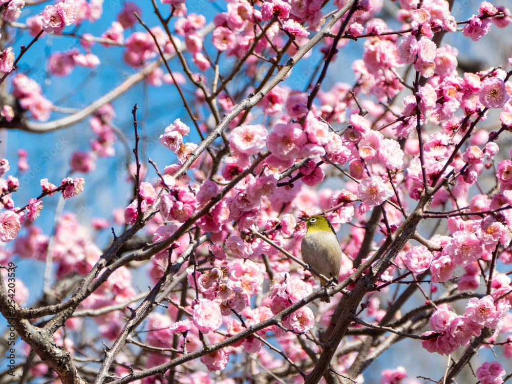 梅の花とメジロ 梅の花とメジロ