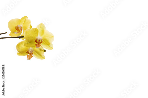 Fototapeta Naklejka Na Ścianę i Meble -  Orchidee, Orchid