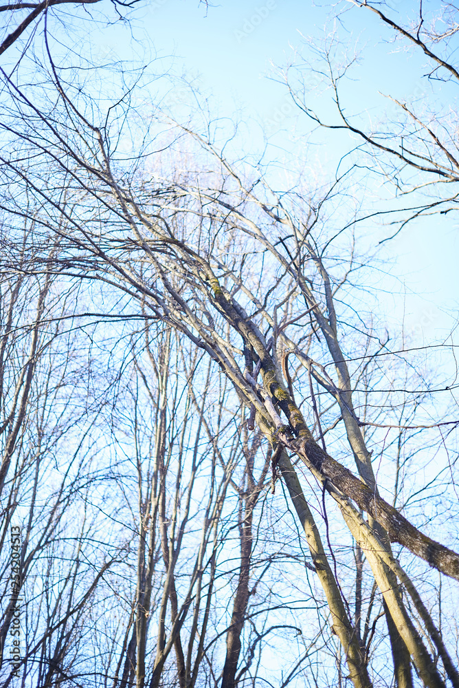 Evening forest March landscape. The concept of travel Evening forest March landscape. The concept of travel