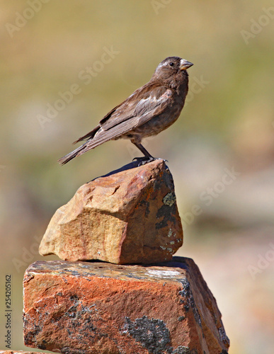 Black rosy finch photo