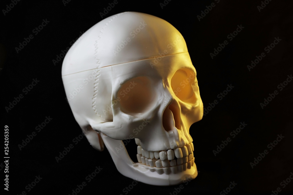 Obraz premium Artificial human skull on black background