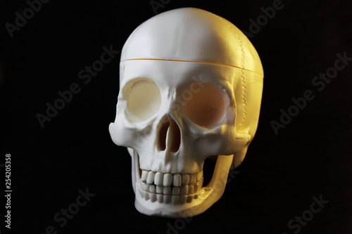 Artificial human skull on black background
