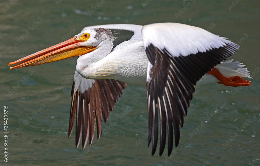 Fototapeta premium Pelican
