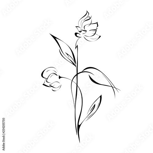 two flower buds on stems with pointed leaves in black lines on white background