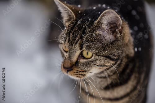 cute cat in winter snow