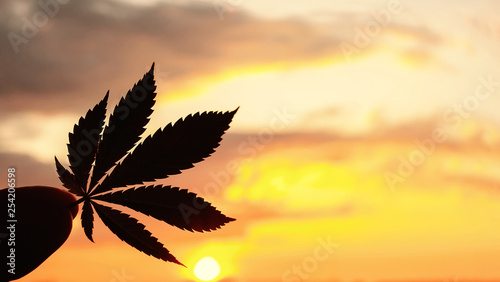 Beautiful Commercial Cannabis in the amazing sunset background. Close up of the marijuana leaf. Legalization in Canada  free cultivation of marijuana. Copy space for your lettering or design