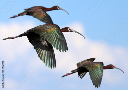 White-faced ibis