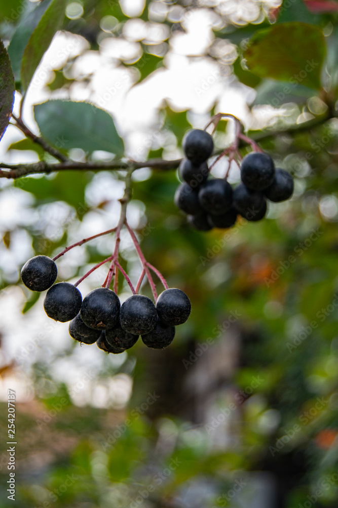 aronia