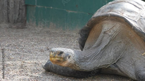 4k galapagos giant tortoise