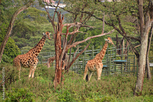 Canvas Print giraffe in africa